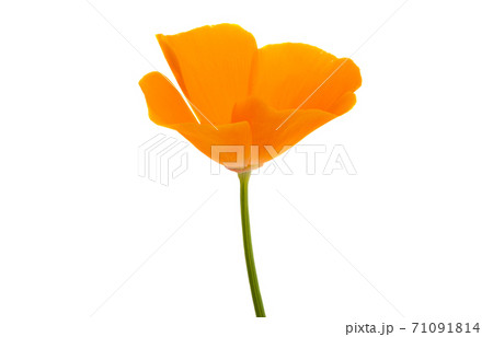 orange poppy isolated 71091814