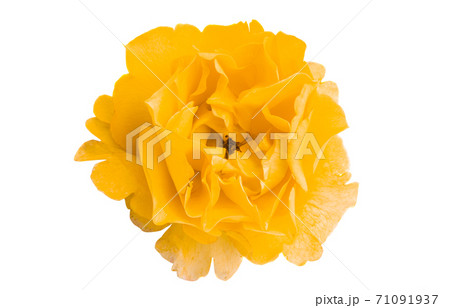 rose flower isolated rose flower isolated 71091937