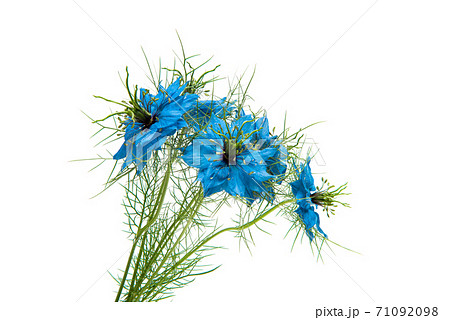 Nigella Blue isolated Nigella Blue isolated 71092098
