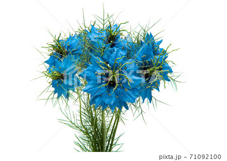 Nigella Blue isolated Nigella Blue isolated 71092100