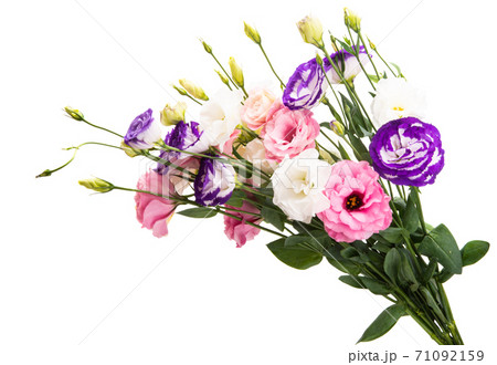 beautiful eustoma flowers isolated beautiful eustoma flowers isolated 71092159