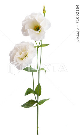 beautiful eustoma flowers isolated 71092164