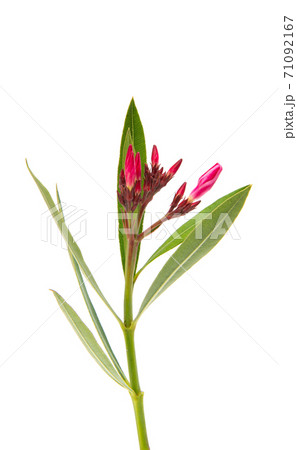 oleander flower isolated 71092167