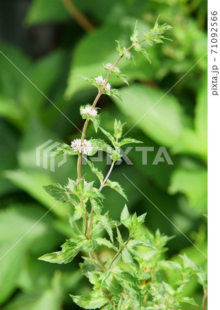ハッカの花 71092566