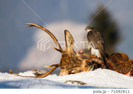 Northern goshawk sitting on dead deer in winter nature 71092811