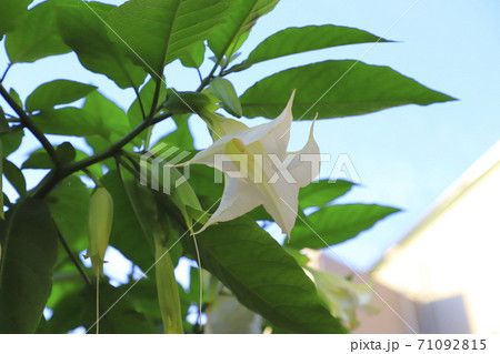 エンジェルストランペットの花(木立朝鮮朝顔) エンジェルストランペットの花(木立朝鮮朝顔) 71092815