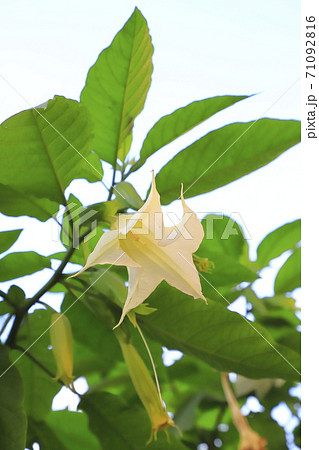 エンジェルストランペットの花(木立朝鮮朝顔) エンジェルストランペットの花(木立朝鮮朝顔) 71092816