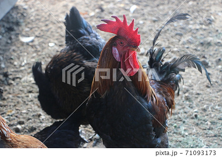 Black cock and hens in farm yard. Natural agriculture 71093173