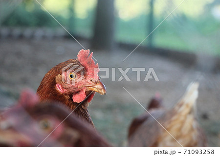 Portrait of the brown hen in the country yard. Selective focus. Farm concept 71093258