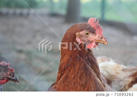 Portrait of the brown hen in the country yard. Selective focus. Farm concept 71093262