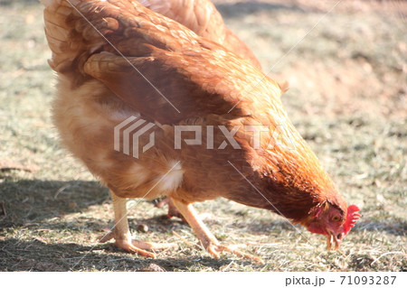 Brown hen in a free range farm. This hens lay first quality organic eggs 71093287