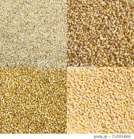Pearl Barley Grains Food Collage, Various Pearl Barley Collection Pearl Barley Grains Food Collage, Various Pearl Barley Collection 71093866