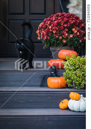 Halloween garden composition with a black cat, orange pumpkins, chrysanthemum potted, front door steps decoration Halloween garden composition with a black cat, orange pumpkins, chrysanthemum potted, front door steps decoration 71094009