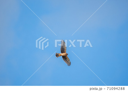 ハイイロチュウヒが青空を飛ぶ様子 バンクーバー ブリティッシュコロンビア カナダ ハイイロチュウヒが青空を飛ぶ様子 バンクーバー ブリティッシュコロンビア カナダ 71094288