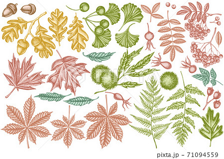 Vector set of hand drawn pastel fern, dog rose, rowan, ginkgo, maple, oak, horse chestnut, chestnut Vector set of hand drawn pastel fern, dog rose, rowan, ginkgo, maple, oak, horse chestnut, chestnut 71094559
