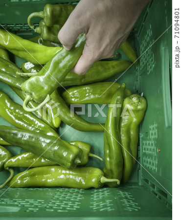 Spanish green peppers in a market 71094801