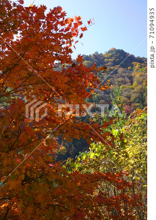 高山市高根国道361号線の紅葉 高山市高根国道361号線の紅葉 71094935