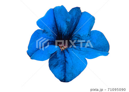 blue petunia flower isolated blue petunia flower isolated 71095090