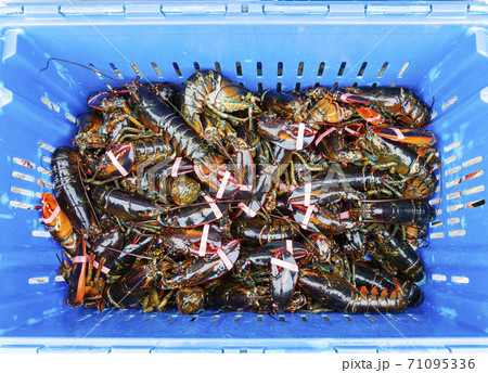 Looking down at a bin full of frh caught live Maine lobsters 71095336