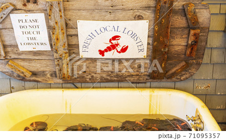 Fresh local Maine lobsters in a bath tub in a restaurant Fresh local Maine lobsters in a bath tub in a restaurant 71095357