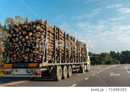 Long heavy industrial wood carrier cargo vessel truck trailer with big timber pine, spruce, cedar driving on highway road with blue sky background. Timber export and shipping concept 71096265