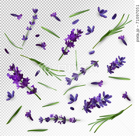 Beautiful violet lavender flower on transparent background. Banner with lavender flowers for perfumery, health products, wedding invitation. Vector illustration 71097051