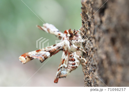 オカモトトゲエダシャク（オス） 71098257