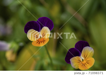 The garden pansy is a type of large-flowered hybrid plant Pansy flower reflects the symbol of faithfulness while its floral intelligence assume the thinking of fans. The garden pansy is a type of large-flowered hybrid plant Pansy flower reflects the symbol of faithfulness while its floral intelligence assume the thinking of fans. 71098371
