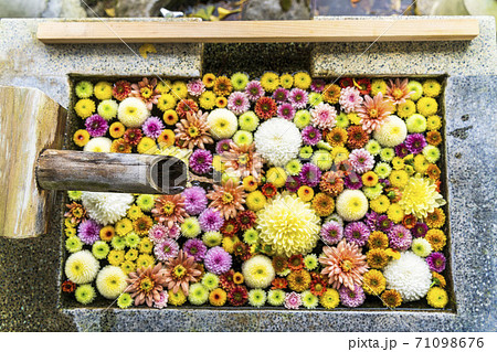鮮やかな花手水(菊手水) 福島県二本松市 鮮やかな花手水(菊手水) 福島県二本松市 71098676