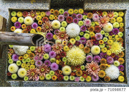 鮮やかな花手水(菊手水) 福島県二本松市 鮮やかな花手水(菊手水) 福島県二本松市 71098677