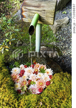 鮮やかな花手水(菊手水) 福島県二本松市 鮮やかな花手水(菊手水) 福島県二本松市 71098697