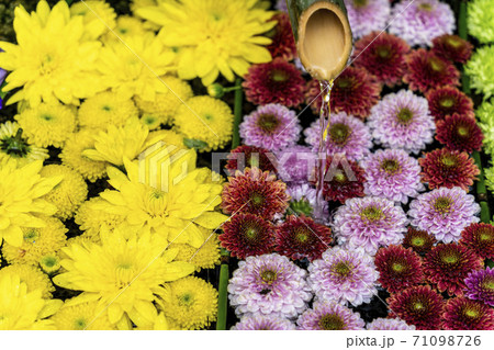 鮮やかな花手水(菊手水) 福島県二本松市 鮮やかな花手水(菊手水) 福島県二本松市 71098726