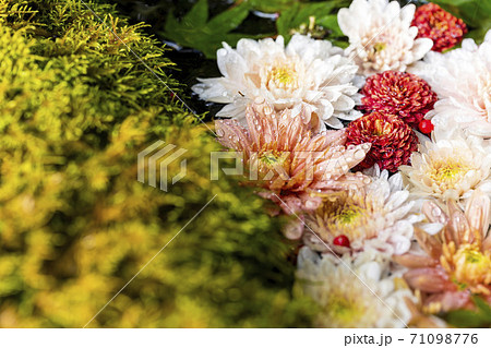 鮮やかな花手水（菊手水）　福島県二本松市 71098776