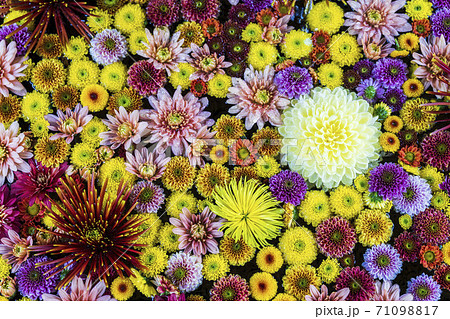 鮮やかな花手水(菊手水) 福島県二本松市 鮮やかな花手水(菊手水) 福島県二本松市 71098817