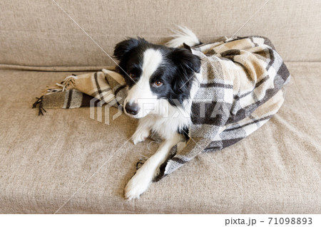 Funny puppy dog border collie lying on couch under plaid indoors. Little pet dog at home keeping warm hiding under blanket in cold fall autumn winter weather. Pet animal life concept. 71098893