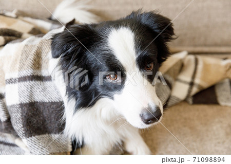 Funny puppy dog border collie lying on couch under plaid indoors. Little pet dog at home keeping warm hiding under blanket in cold fall autumn winter weather. Pet animal life concept. 71098894