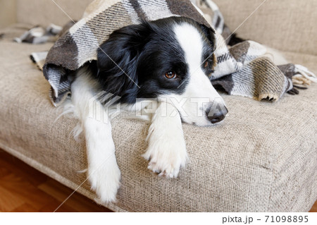Funny puppy dog border collie lying on couch under plaid indoors. Little pet dog at home keeping warm hiding under blanket in cold fall autumn winter weather. Pet animal life concept. 71098895