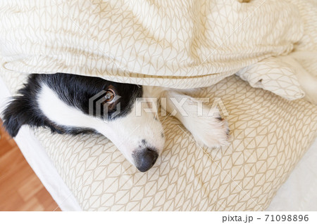 Funny portrait of cute smiling puppy dog border collie lay on pillow blanket in bed. New lovely member of family little dog at home lying and sleeping. Pet care and animals concept. 71098896