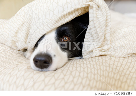 Funny portrait of cute smiling puppy dog border collie lay on pillow blanket in bed. New lovely member of family little dog at home lying and sleeping. Pet care and animals concept. 71098897