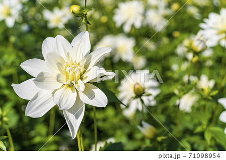 鮮やかに咲いたダリヤ　山形県川西町 71098954
