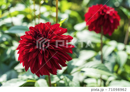 鮮やかに咲いたダリヤ　山形県川西町 71098962