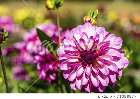 鮮やかに咲いたダリヤ　山形県川西町 71098977