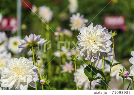 鮮やかに咲いたダリヤ　山形県川西町 71098982