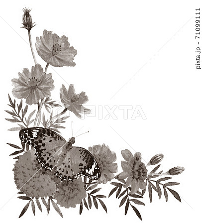 水彩秋の花と蝶のコーナーフレームセピアのイラスト素材
