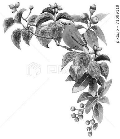 水彩秋の木の実と小鳥コーナーフレームモノトーンのイラスト素材 71099119 Pixta