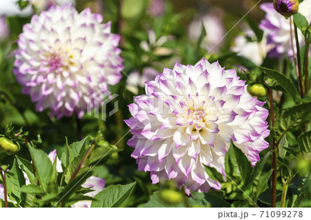 鮮やかに咲いたダリヤ　山形県川西町 71099278