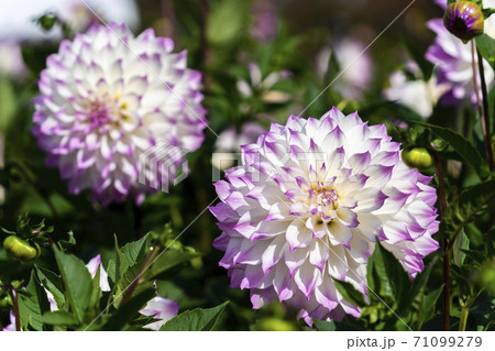 鮮やかに咲いたダリヤ　山形県川西町 71099279