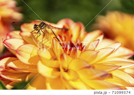 鮮やかに咲いたダリヤ 山形県川西町 鮮やかに咲いたダリヤ 山形県川西町 71099374