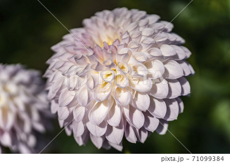 鮮やかに咲いたダリヤ　山形県川西町 71099384