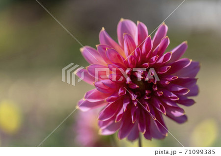鮮やかに咲いたダリヤ　山形県川西町 71099385